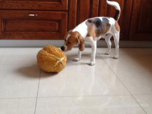 消除宠物泪痕小窍门