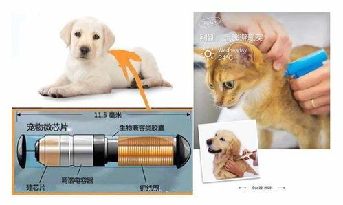 宠物鼻子保湿清洁小窍门