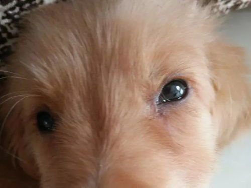 宠物眼屎处理小窍门