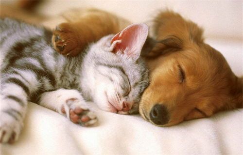 “小区宠物乐享指南，和谐共处小窍门”