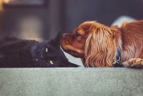 自制喂鱼器，宠物生活小窍门！