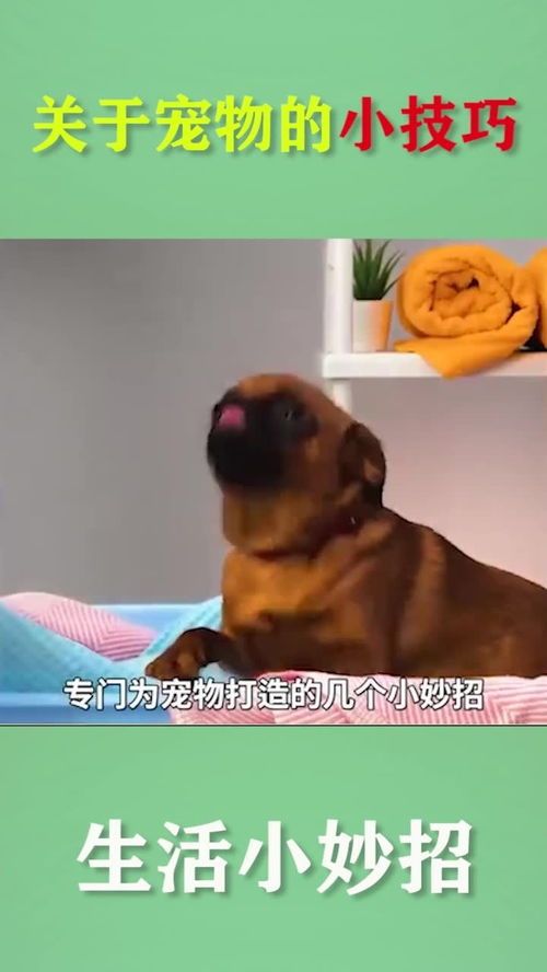 自制喂鱼器，宠物生活小窍门！