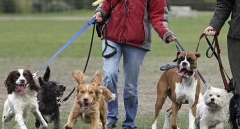 遛狗时长，宠物生活小窍门！