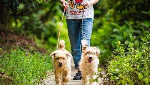 遛狗时长，宠物生活小窍门！
