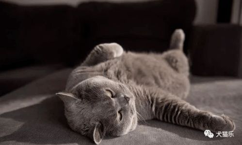 宠物垫子清洗，宠物清洁小窍门