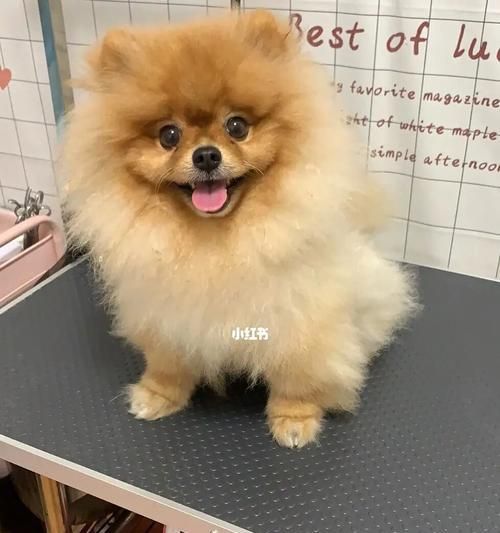 如何让你的宠物美容焕然一新（小窍门大揭秘，让你的宠物更美丽动人）