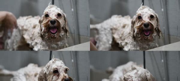 如何让你的宠物美容焕然一新（小窍门大揭秘，让你的宠物更美丽动人）