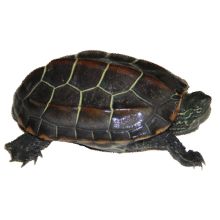 外塘中华草龟活体小乌龟宠物 2-4厘米 1只单身草龟
