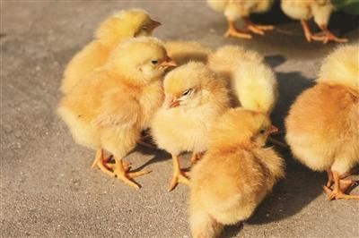 走在路上被鸟粪砸中 会不会感染H7N9？专家回应