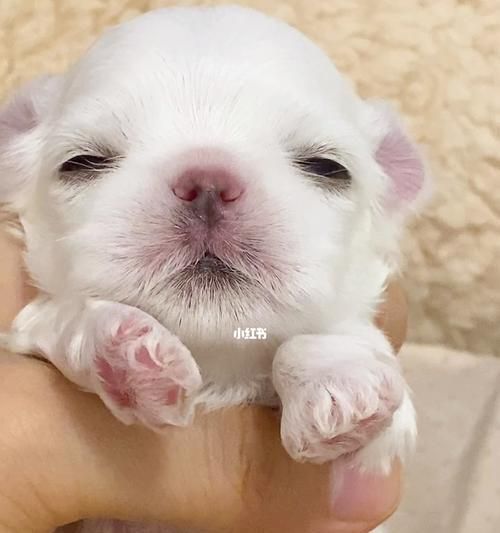 刚出生的小狗每天需要喝多少奶（宠物狗奶量和喂养方式的详细指南）