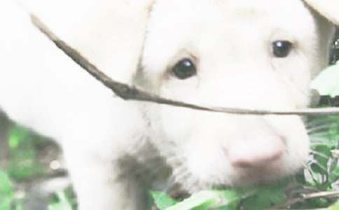 呆萌小狗卡通图片大全