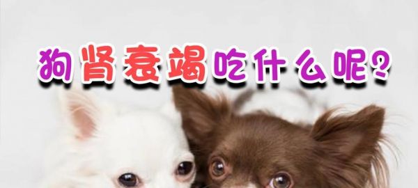 狗的肾衰竭——宠物主人必须知道的真相（了解肾衰竭的症状、原因和治疗方法）