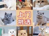 重庆精品猫舍 纯种英短 蓝猫 幼猫 布偶猫美短矮脚银渐层