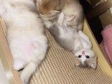 短腿金加白母猫和紫金公猫,产下的4个小猫猫需要出售,1个多月