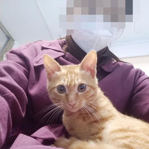 怎么领养宠物猫