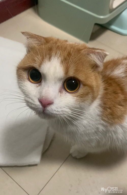 怎么领养小宠物猫