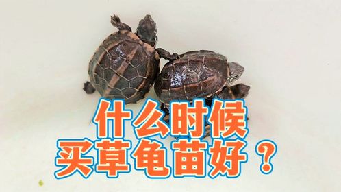 头苗真比尾苗好？乌龟只是生在了好时候，适合购买草龟苗时间推荐