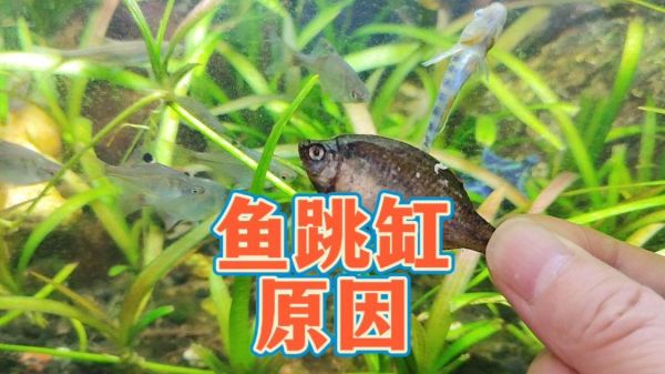 想不开还是向往外面的世界？鱼跳缸的原因，养鱼预防鱼跳缸的方法