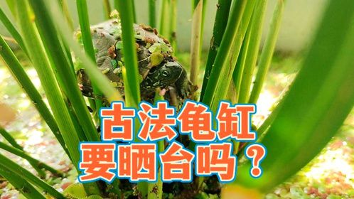 古法乌龟缸需要晒台吗？火山石生态龟缸，真不需要专门设出水晒台