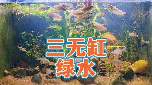 饿死绿水！三无古法生态鱼缸绿水产生原因，鱼缸绿水简单变清方法