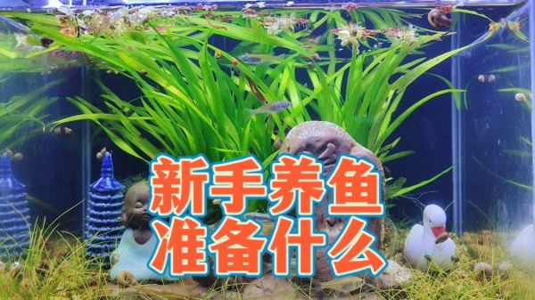 新手养鱼需要准备什么？火山石鱼缸开缸方法，养鱼必备工具推荐