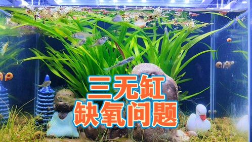 三无鱼缸缺氧怎么办？古法生态缸缺氧的两大原因和增氧解决方法