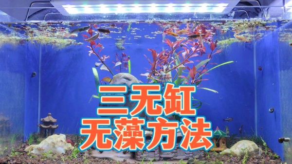 养鱼冷知识科普，三无鱼缸长藻的原因，古法生态缸减少爆藻的方法