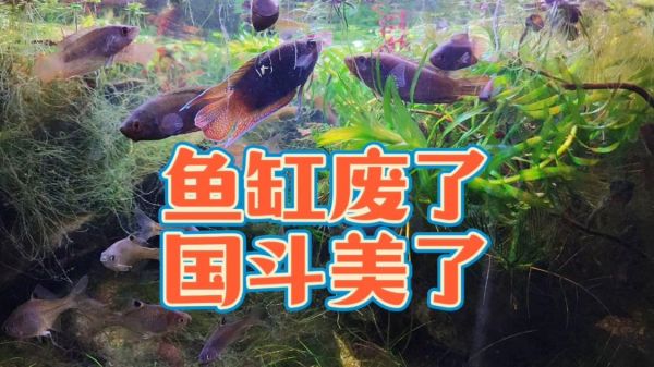 鱼缸废了，圆尾斗鱼美了，让圆尾国斗漂亮出状态的发色环境和方法