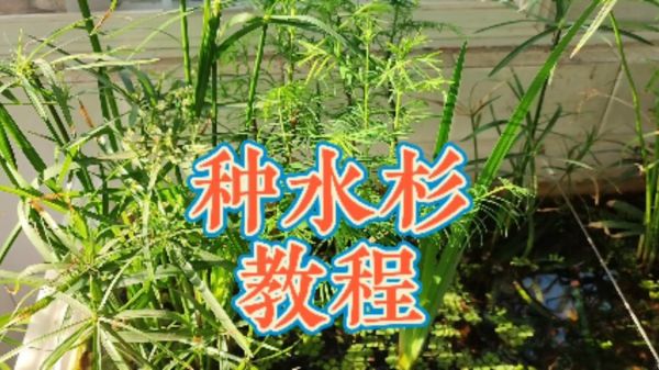 乌龟缸水里种水杉教程，鱼缸水杉树的种植方法，水中栽树要点问答