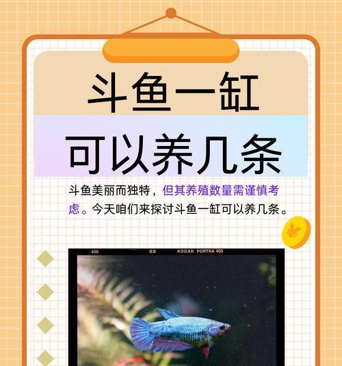 鱼缸中的水位对养鱼有何影响？（探讨适宜的水位，打造理想的鱼缸环境）