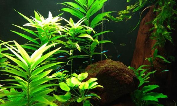 鱼缸中的水位对养鱼有何影响？（探讨适宜的水位，打造理想的鱼缸环境）