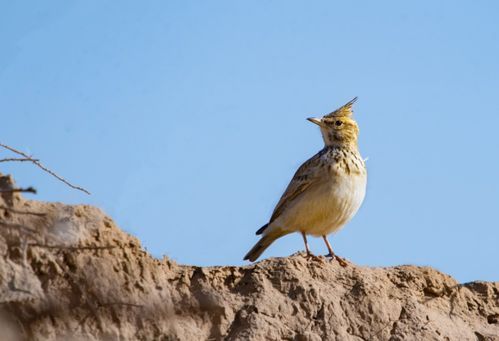 百灵鸟养护全攻略：新手必看！轻松养出健康鸟儿