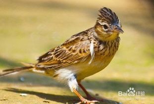 百灵鸟养护全攻略：新手必看！轻松养出健康鸟儿