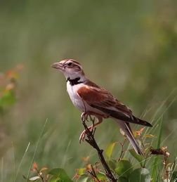 百灵鸟养护全攻略：新手必看！轻松养出健康鸟儿