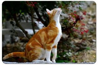 打造温馨宠物家庭，西伯利亚地鸫饲养指南。