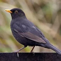 乌鸫小鸟如何养？宠物养护攻略！