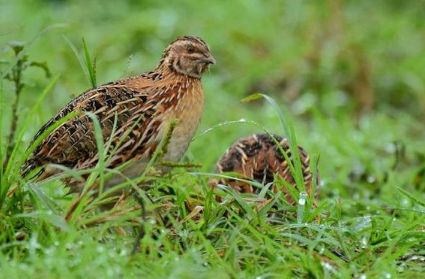 鹌鹑喂养秘籍！养鹌鹑新手必看！