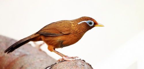 专业养画眉，健康活泼宠物必备