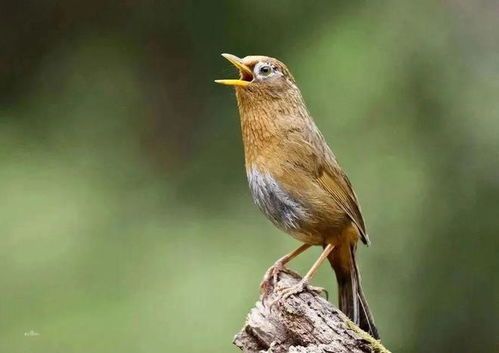 专业养画眉，健康活泼宠物必备