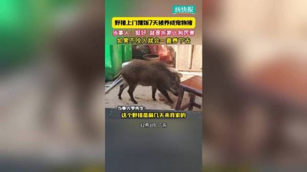 野猪上门蹭饭7天被养成宠物猪