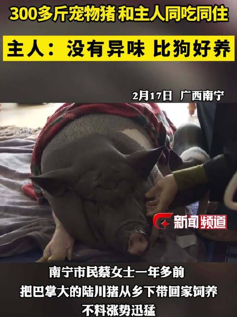 广西一女子养宠物猪没想到长到300斤 现在跟自己同吃同住