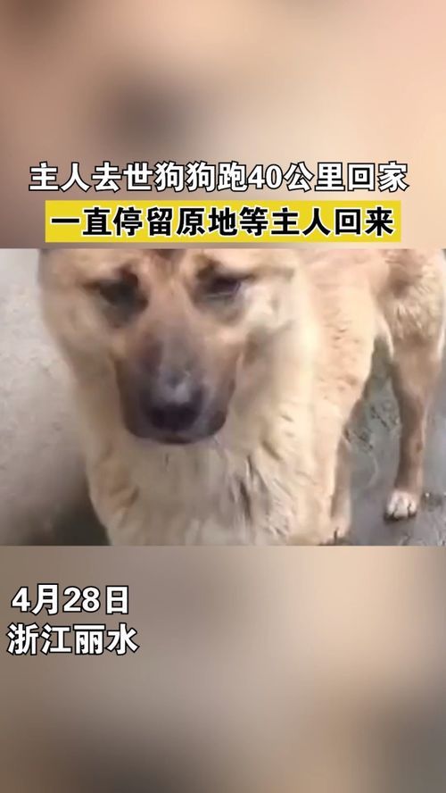 狗能跑多少公里累死（如何科学地为宠物狗制定运动计划）