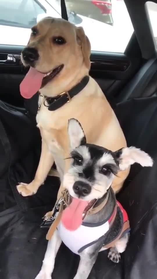 【狗】一一究竟能跑多少公里才会累死探寻狗狗的极限耐力和健康保障