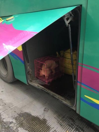 南宁市宠物猪怎么运输