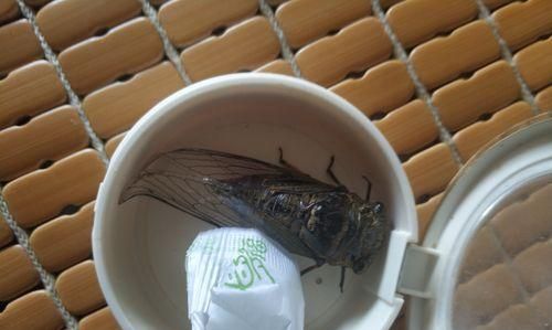 斑文鸟饲养完全指南（如何照顾和训练你的宠物鸟）