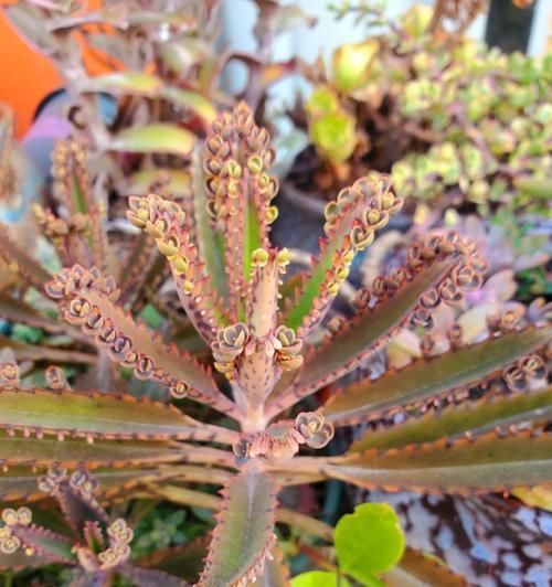 斑文鸟饲养完全指南（如何照顾和训练你的宠物鸟）