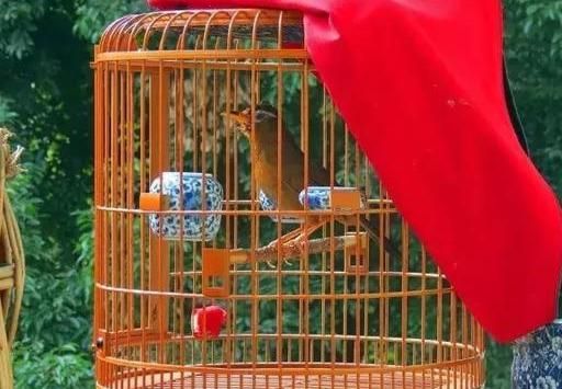 九句话道养鸟经验