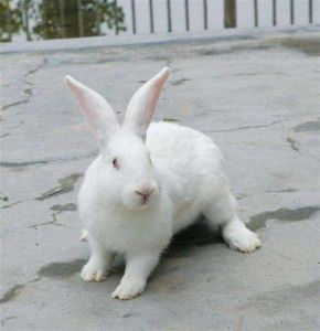 新西兰兔养护宝典，宠物必备！