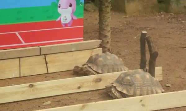 陆龟“赛跑”、熊猫玩足球、猕猴花式“跳水”……“动物全运会”开赛