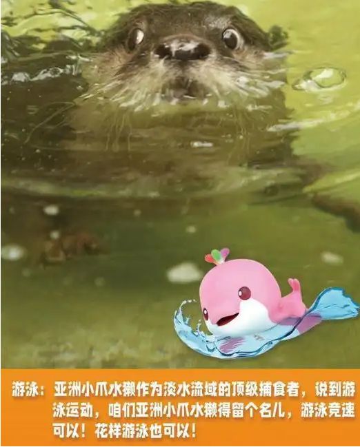 陆龟“赛跑”、熊猫玩足球、猕猴花式“跳水”……“动物全运会”开赛